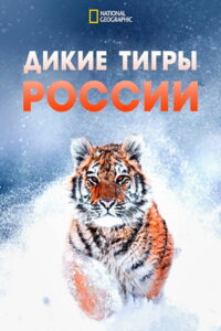 Дикие тигры России (2022)